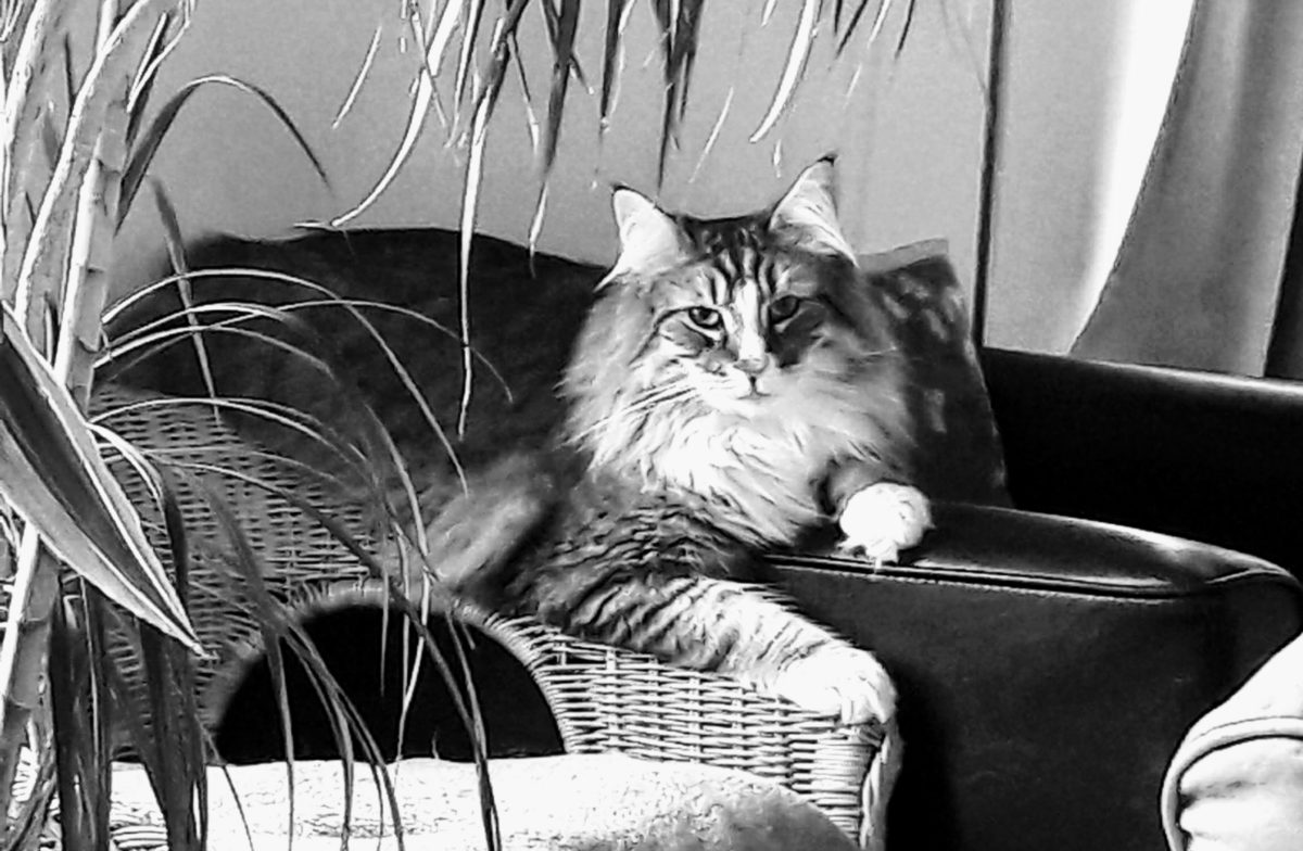 Jean-luc